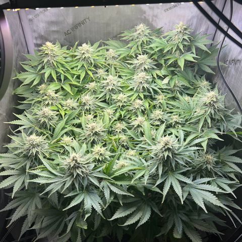 Blue Dream growlog timeline photo