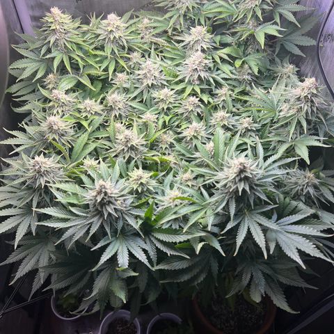 Blue Dream growlog timeline photo