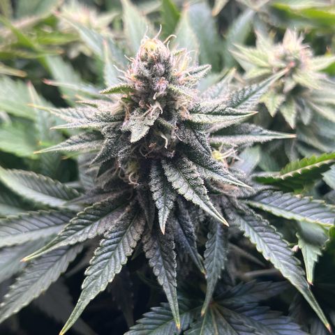 Blue Dream growlog timeline photo