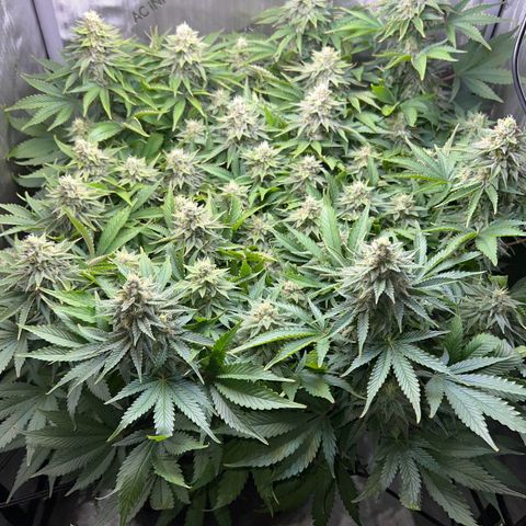 Blue Dream growlog timeline photo