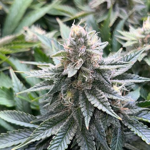 Blue Dream growlog timeline photo