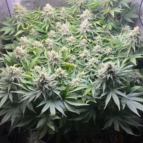 Blue Dream growlog timeline photo