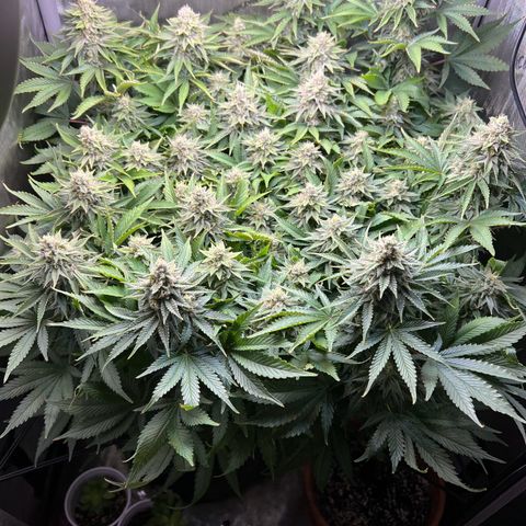 Blue Dream growlog timeline photo