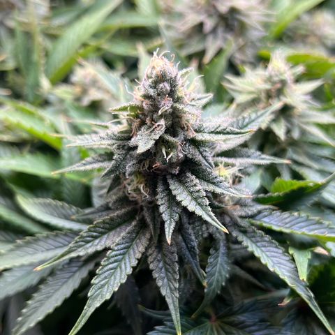 Blue Dream growlog timeline photo