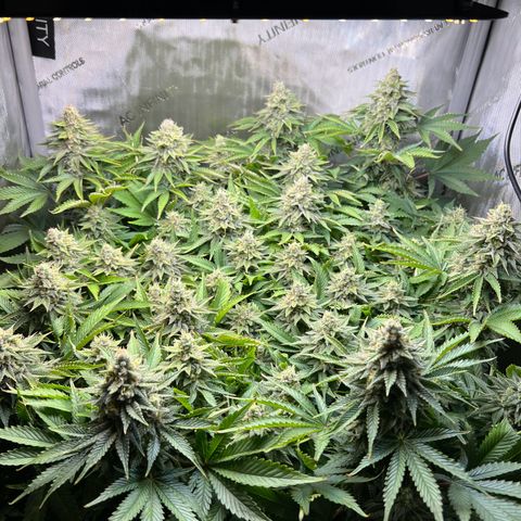 Blue Dream growlog timeline photo