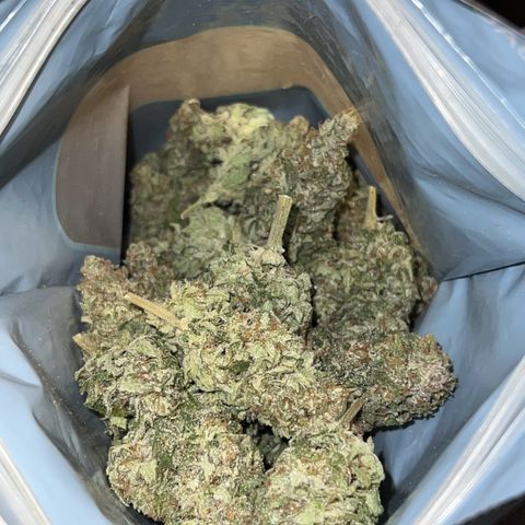 Blue Dream growlog timeline photo