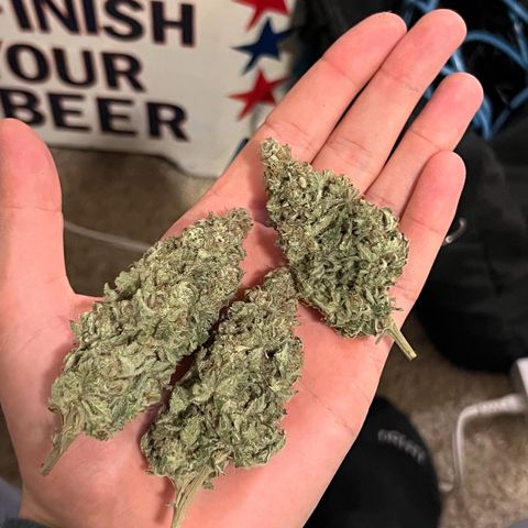 Blue Dream growlog timeline photo