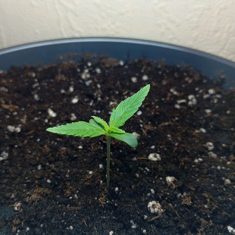 Skunk#1 growlog timeline photo