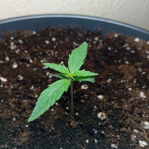 Skunk#1 growlog timeline photo