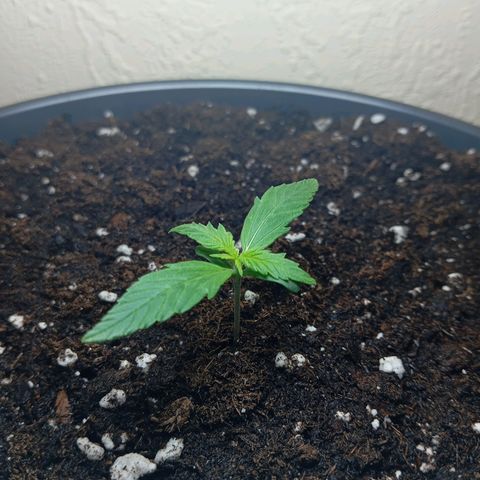 Skunk#1 growlog timeline photo