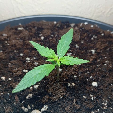 Skunk#1 growlog timeline photo