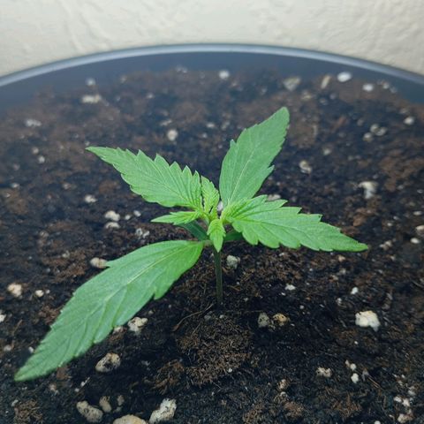 Skunk#1 growlog timeline photo