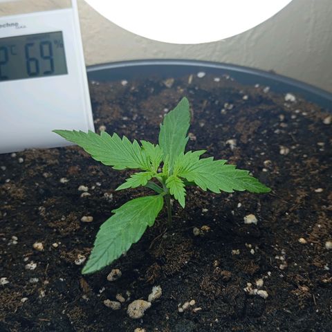 Skunk#1 growlog timeline photo