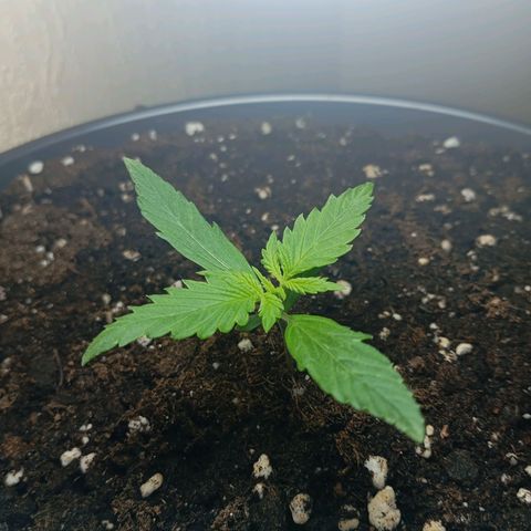 Skunk#1 growlog timeline photo