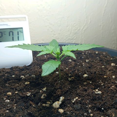 Skunk#1 growlog timeline photo