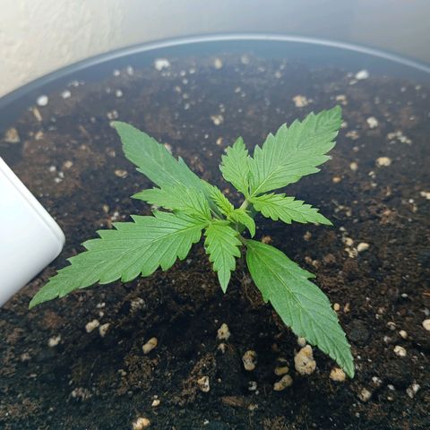 Skunk#1 growlog timeline photo