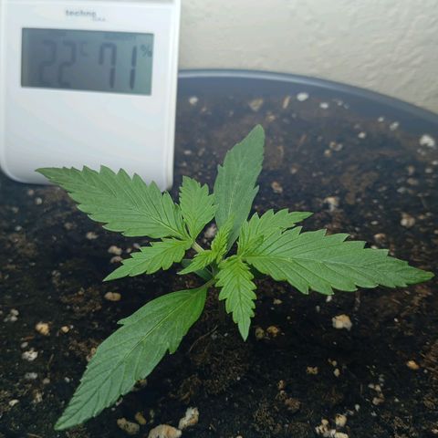 Skunk#1 growlog timeline photo