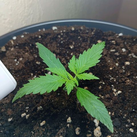 Skunk#1 growlog timeline photo