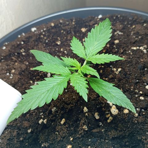 Skunk#1 growlog timeline photo