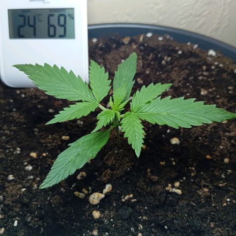 Skunk#1 growlog timeline photo
