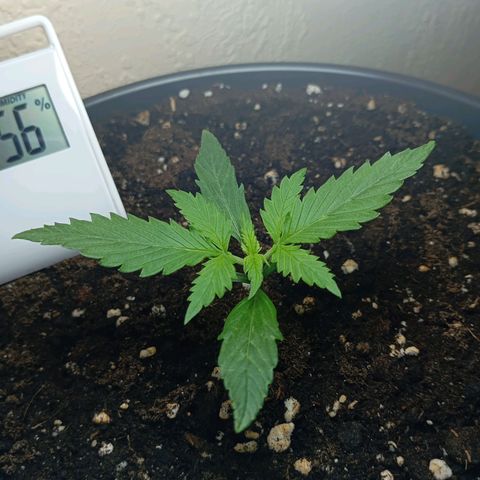 Skunk#1 growlog timeline photo