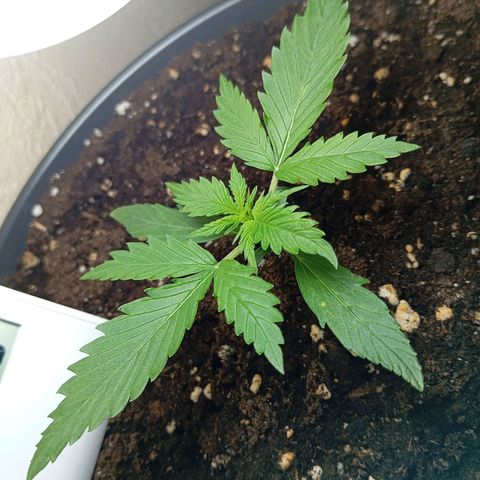 Skunk#1 growlog timeline photo