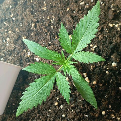 Skunk#1 growlog timeline photo