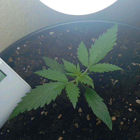 Skunk#1 growlog timeline photo