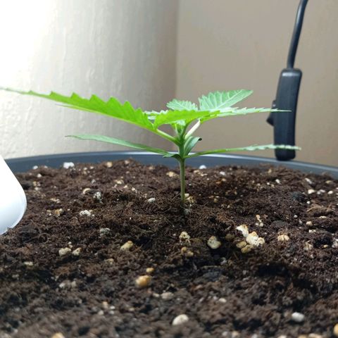 Skunk#1 growlog timeline photo