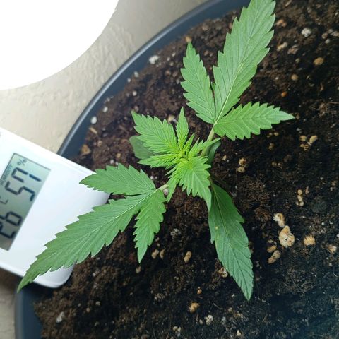 Skunk#1 growlog timeline photo