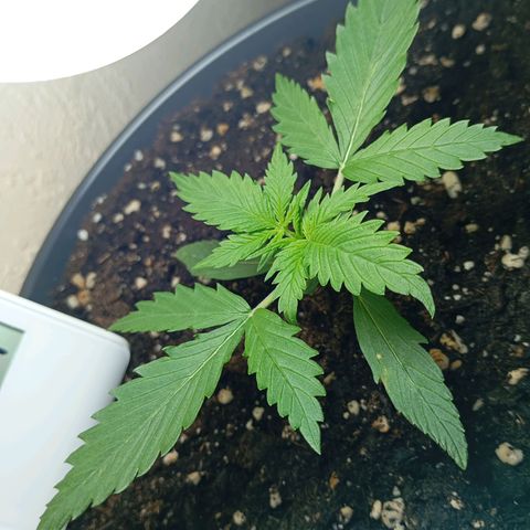 Skunk#1 growlog timeline photo