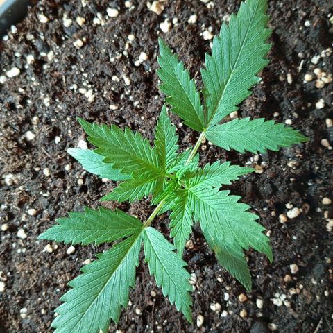 Skunk#1 growlog timeline photo