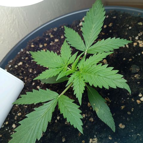 Skunk#1 growlog timeline photo