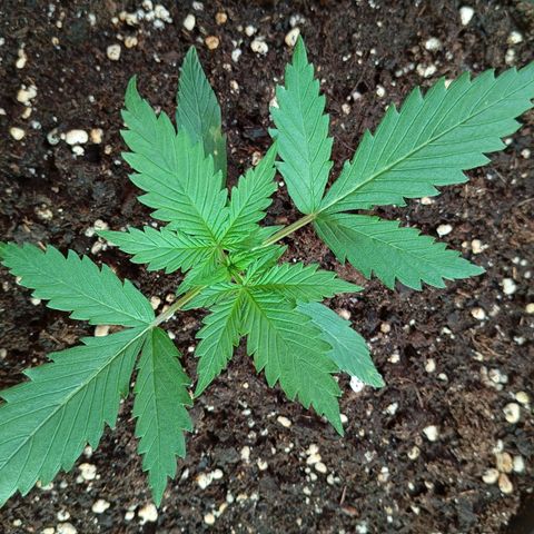 Skunk#1 growlog timeline photo