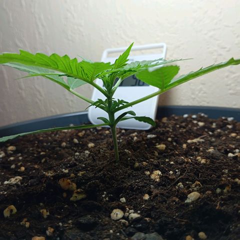 Skunk#1 growlog timeline photo