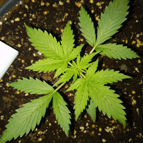 Skunk#1 growlog timeline photo