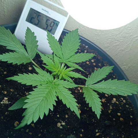 Skunk#1 growlog timeline photo