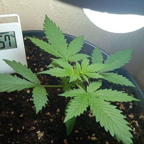 Skunk#1 growlog timeline photo