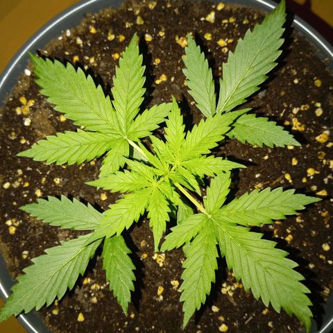 Skunk#1 growlog timeline photo