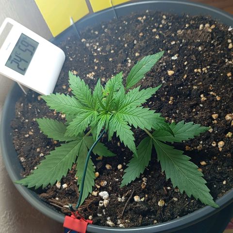 Skunk#1 growlog timeline photo