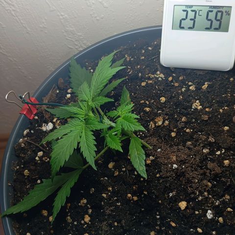 Skunk#1 growlog timeline photo