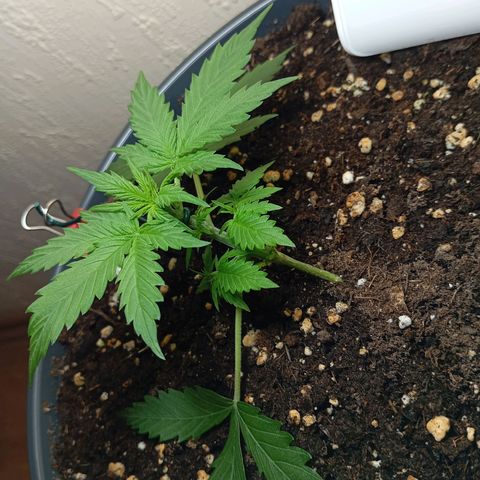 Skunk#1 growlog timeline photo