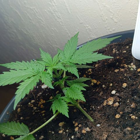 Skunk#1 growlog timeline photo
