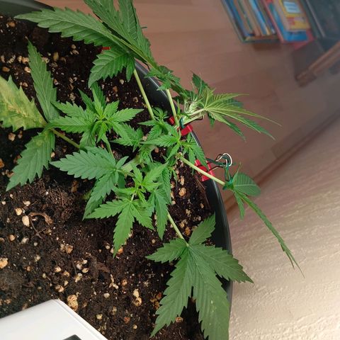 Skunk#1 growlog timeline photo