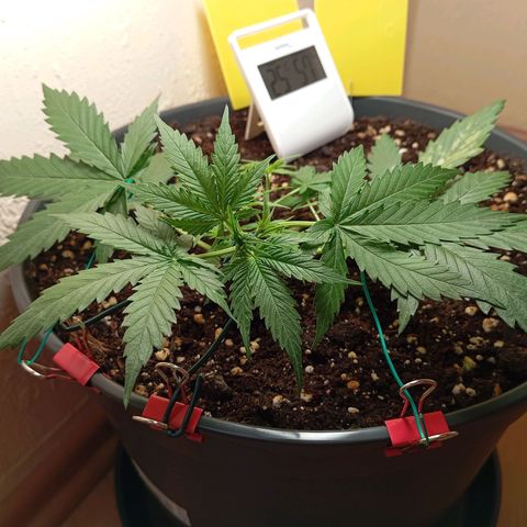 Skunk#1 growlog timeline photo