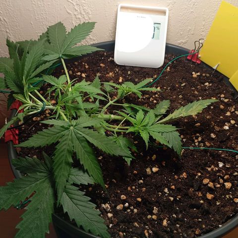 Skunk#1 growlog timeline photo