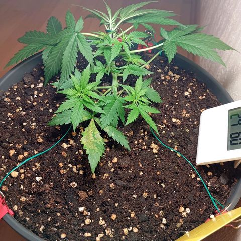 Skunk#1 growlog timeline photo