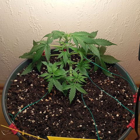 Skunk#1 growlog timeline photo