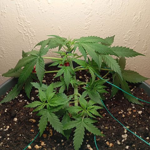 Skunk#1 growlog timeline photo