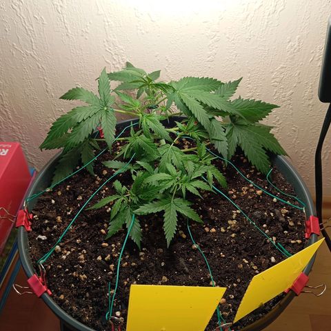 Skunk#1 growlog timeline photo